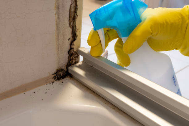 Certified Mold Removal in Lynn, IN