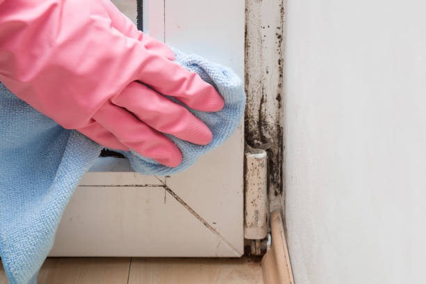 Office Mold Removal Services in Lynn, IN